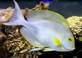 Image result for Acanthurus xanthopterus