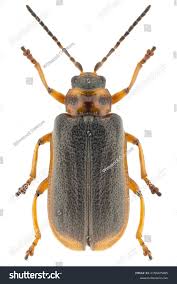 Attēlu rezultāti vaicājumam “Galerucella nymphaeae”