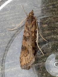 Attēlu rezultāti vaicājumam “Nomophila noctuella”