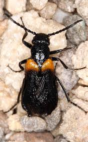 Attēlu rezultāti vaicājumam “Meloidae”