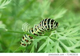 Attēlu rezultāti vaicājumam “Papilio machaon larva”