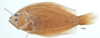 Image result for Paralichthys albigutta
