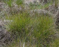 Attēlu rezultāti vaicājumam “Carex leporina”