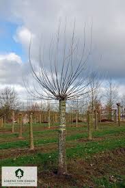 Attēlu rezultāti vaicājumam “Populus alba Nivea”