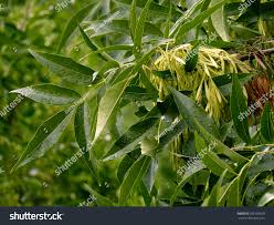 Attēlu rezultāti vaicājumam “Fraxinus pennsylvanica leaf”