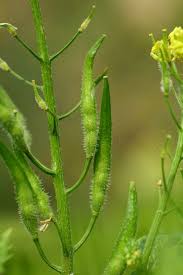Attēlu rezultāti vaicājumam “Sinapis alba leaf”