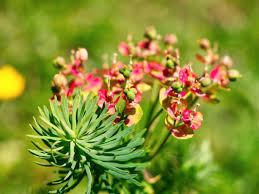 Attēlu rezultāti vaicājumam “Euphorbia cyparissias flower”