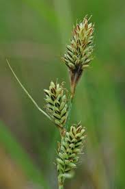 Attēlu rezultāti vaicājumam “Carex buxbaumii”