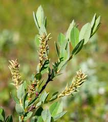 Attēlu rezultāti vaicājumam “Salix myrtilloides”