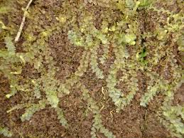 Attēlu rezultāti vaicājumam “Calypogeia fissa”