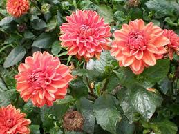 Image result for Dahlia x pinnata `Redskin`