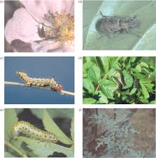 Attēlu rezultāti vaicājumam “Aphodius sp. imago”