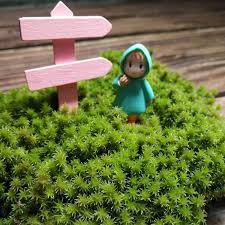 Attēlu rezultāti vaicājumam “Racomitrium canescens sporophyte”