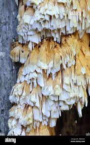 Attēlu rezultāti vaicājumam “Pycnoporellus alboluteus”