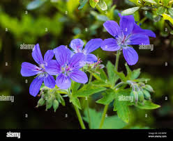Attēlu rezultāti vaicājumam “Geranium sylvaticum flower”