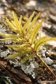 Attēlu rezultāti vaicājumam “Climacium dendroides sporophyte”