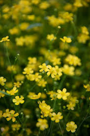 Attēlu rezultāti vaicājumam “Ranunculus flammula”