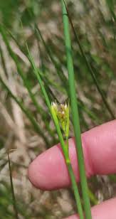 Attēlu rezultāti vaicājumam “Rhynchospora alba leaf”