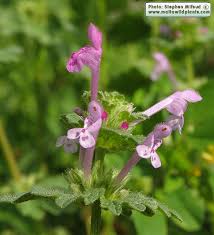 Attēlu rezultāti vaicājumam “Lamium amplexicaule leaf”