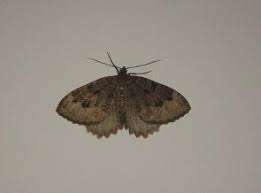 Attēlu rezultāti vaicājumam “Hydria cervinalis”