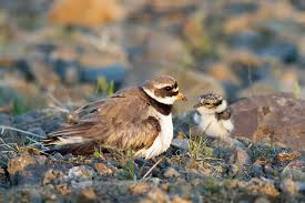 Attēlu rezultāti vaicājumam “Charadrius hiaticula”