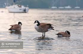 Attēlu rezultāti vaicājumam “Branta canadensis adult”