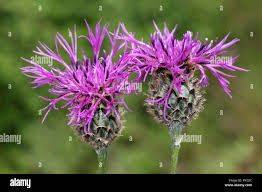 Attēlu rezultāti vaicājumam “Centaurea scabiosa”