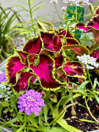 Image result for Aubrieta hybrida (cultorum)