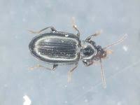 Attēlu rezultāti vaicājumam “Tachyta nana”