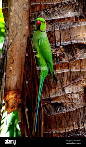 Image result for Psittacula krameri