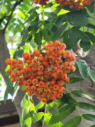 Attēlu rezultāti vaicājumam “Sorbus aucuparia fruit”