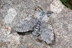 Attēlu rezultāti vaicājumam “Cerura vinula imago”