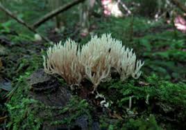 Attēlu rezultāti vaicājumam “Lentaria epichnoa”