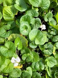 Attēlu rezultāti vaicājumam “Viola sororia”