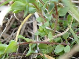 Attēlu rezultāti vaicājumam “Stellaria pallida”