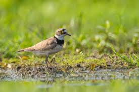 Attēlu rezultāti vaicājumam “Charadrius dubius adult”