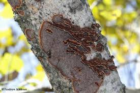 Attēlu rezultāti vaicājumam “Hymenochaete tabacina”