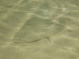 Image result for Gymnura natalensis