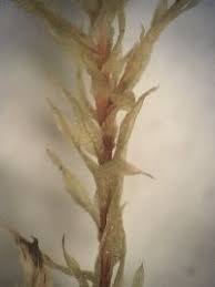 Attēlu rezultāti vaicājumam “Pohlia wahlenbergii var. calcarea”