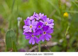 Attēlu rezultāti vaicājumam “Primula farinosa”