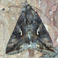 Attēlu rezultāti vaicājumam “Autographa excelsa”