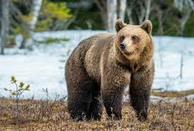 Attēlu rezultāti vaicājumam “Ursus arctos”