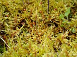 Attēlu rezultāti vaicājumam “Calliergonella cuspidata sporophyte”