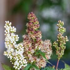 Attēlu rezultāti vaicājumam “Sorbaria sorbifolia flower”