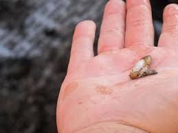 Image result for geoduck