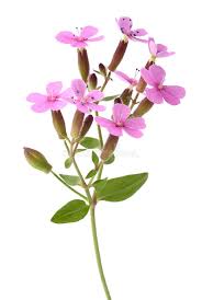 Attēlu rezultāti vaicājumam “Saponaria officinalis flower”
