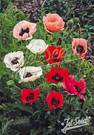 Image result for Papaver orientale