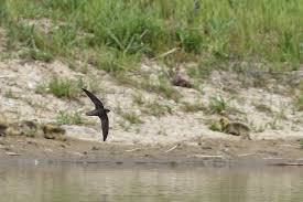 Image result for Chaetura pelagica