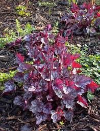 Image result for Heuchera `Swirling Fantasy`