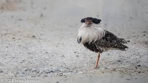 Attēlu rezultāti vaicājumam “Philomachus pugnax adult”